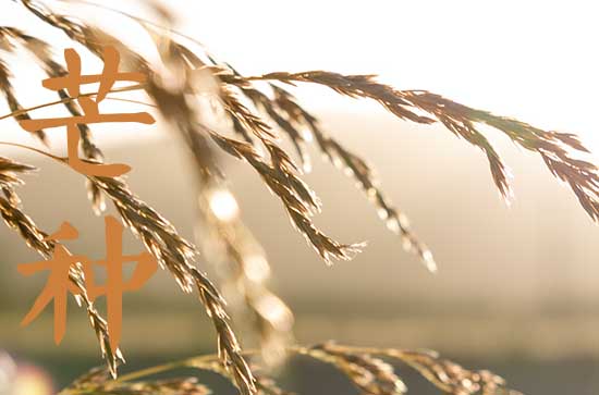 2024年芒种种植什么农作物