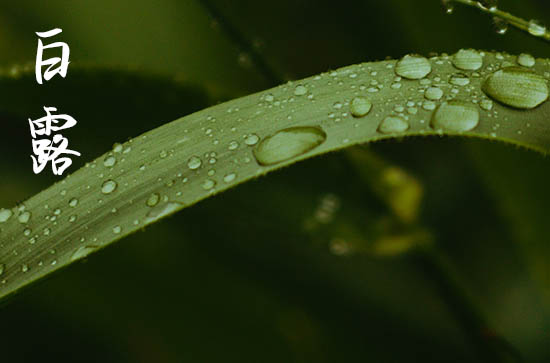 2024年白露时间是什么时候 2024年白露这天日子怎样