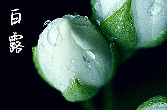 2024年白露是什么时候时间 2024年白露是出行吉日吗